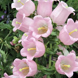 (Canterbury Bells) Campanula medium Champion Pink from Swift Greenhouses