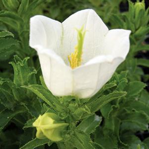 (Canterbury Bells) Campanula medium Champion White from Swift Greenhouses