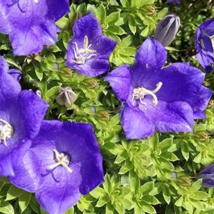 (Bellflower) Campanula carpatica Pearl Deep Blue from Swift Greenhouses