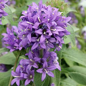 (Bellflower) Campanula glomerata Superba from Swift Greenhouses