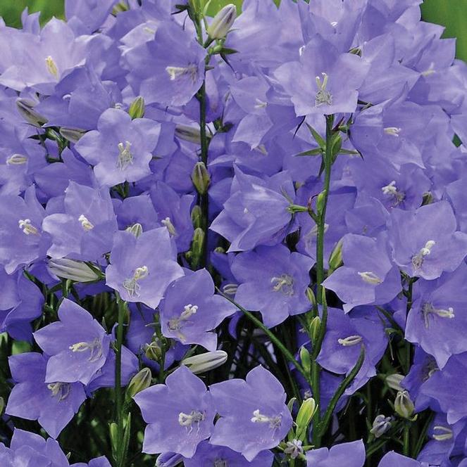 (Peach-Leaf Bellflower) Campanula persicifolia Takion Blue from Swift Greenhouses