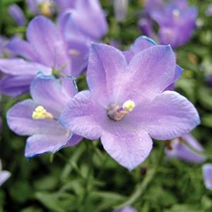 (Scotch Bluebell) Campanula rotundifolia Thumbell from Swift Greenhouses