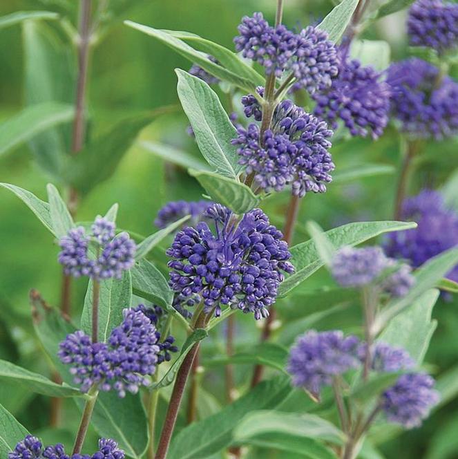 (Blue Mist) Caryopteris clandonensis Dark Knight from Swift Greenhouses