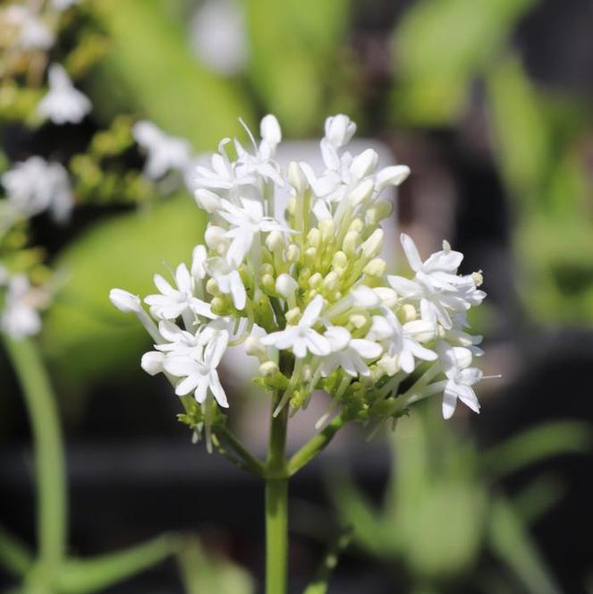 (Jupiter's Beard) Centranthus ruber Valerian Alba from Swift Greenhouses