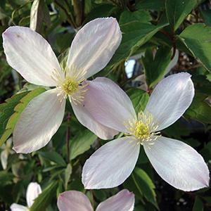  Clematis montana var. Rubens from Swift Greenhouses