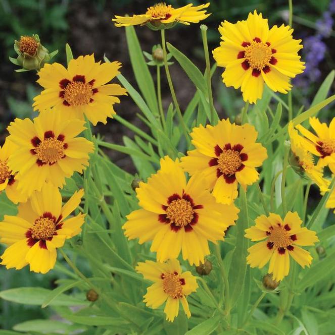 (Tickseed) Coreopsis grandiflora Baby Sun from Swift Greenhouses