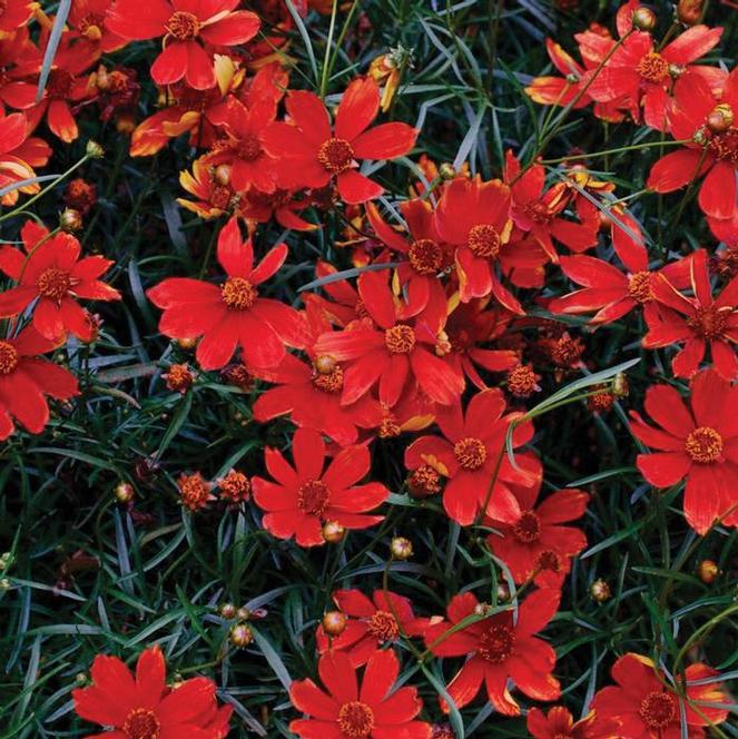 (Threadleaf) PP # 24,598 Coreopsis verticillata Cruizin' Broad Street from Swift Greenhouses