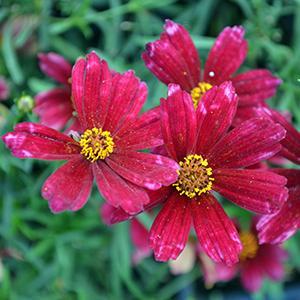 (Threadleaf) PP # 24,562 Coreopsis verticillata Cruizin' Main Street from Swift Greenhouses