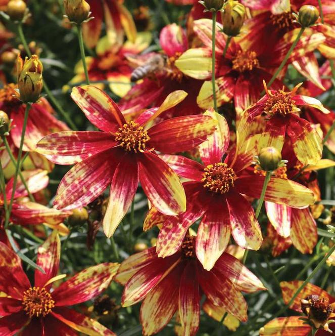 (Threadleaf) PP # 20,609 Coreopsis verticillata Cruizin' Route 66 from Swift Greenhouses