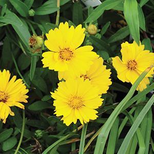 (Tickseed) Coreopsis grandiflora Presto from Swift Greenhouses