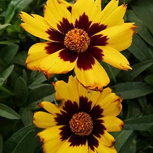 (Tickseed) Coreopsis grandiflora SunKiss from Swift Greenhouses