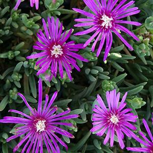 (Ice Plant) Delosperma cooperi from Swift Greenhouses