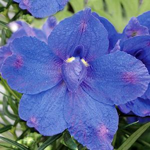 (Larkspur) Delphinium grandiflorum Blue Butterfly from Swift Greenhouses