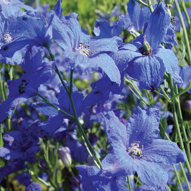 (Larkspur) Delphinium grandiflorum Blue Mirror from Swift Greenhouses