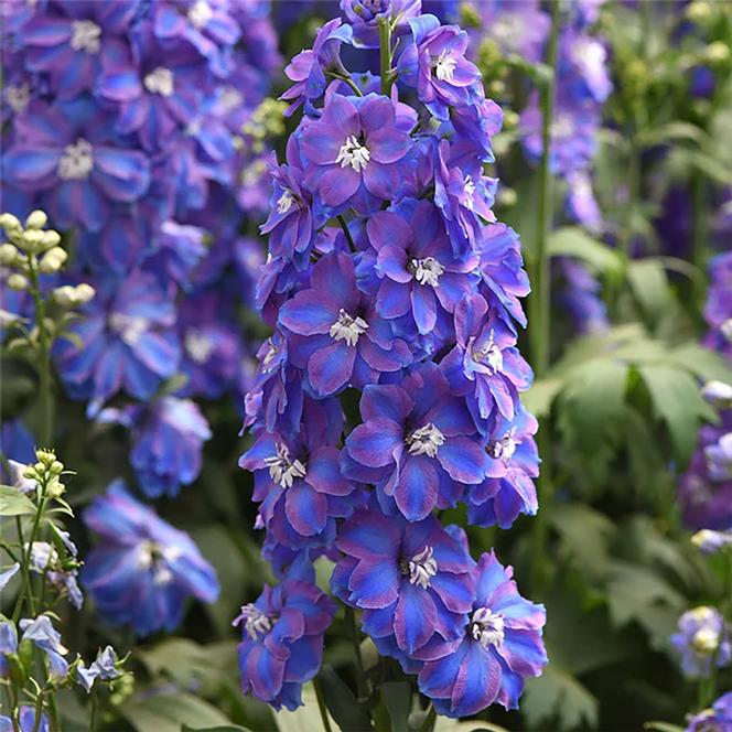 (Larkspur) Delphinium elatum Guardian Blue from Swift Greenhouses