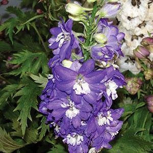 (Larkspur) Delphinium elatum Magic Fountains Dark Blue/White Bee from Swift Greenhouses