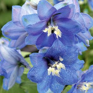 (Larkspur) Delphinium elatum Pacific Giant Blue Bird from Swift Greenhouses