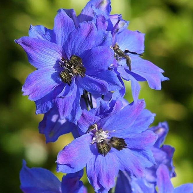(Larkspur) Delphinium elatum Pacific Giant Blue Jay from Swift Greenhouses