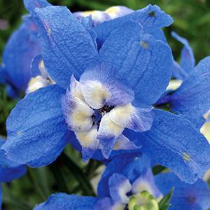 (Larkspur) Delphinium grandiflorum Summer Cloud from Swift Greenhouses