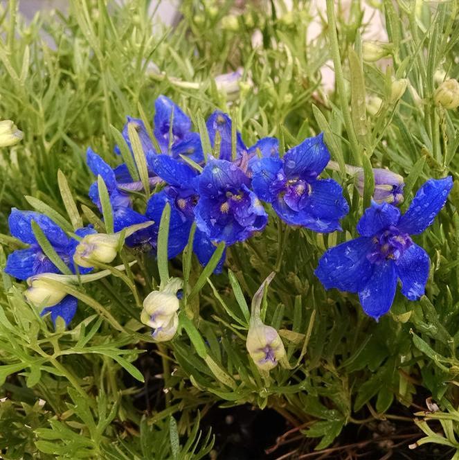 (Larkspur) Delphinium grandiflorum Summer Nights from Swift Greenhouses