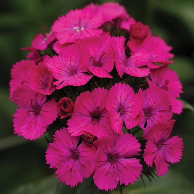 (Sweet William) Dianthus barbatus Amazon™ Neon Duo from Swift Greenhouses