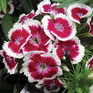 (Sweet William) Dianthus barbatus Barbarini™ Purple Picotee from Swift Greenhouses