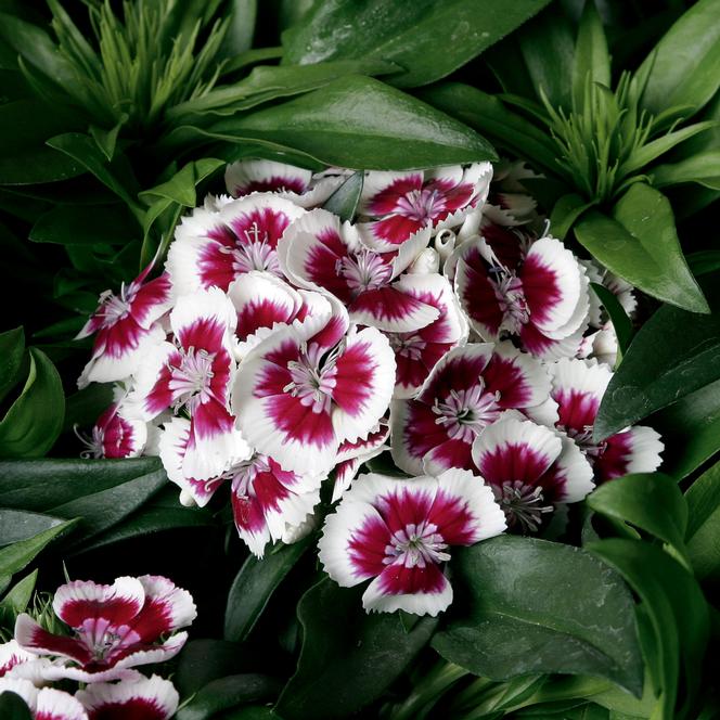 (Sweet William) Dianthus barbatus Barbarini™ Red Picotee from Swift Greenhouses