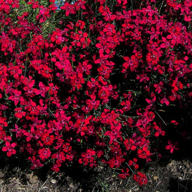 (Maiden Pinks) Dianthus deltoides Flashing Light from Swift Greenhouses