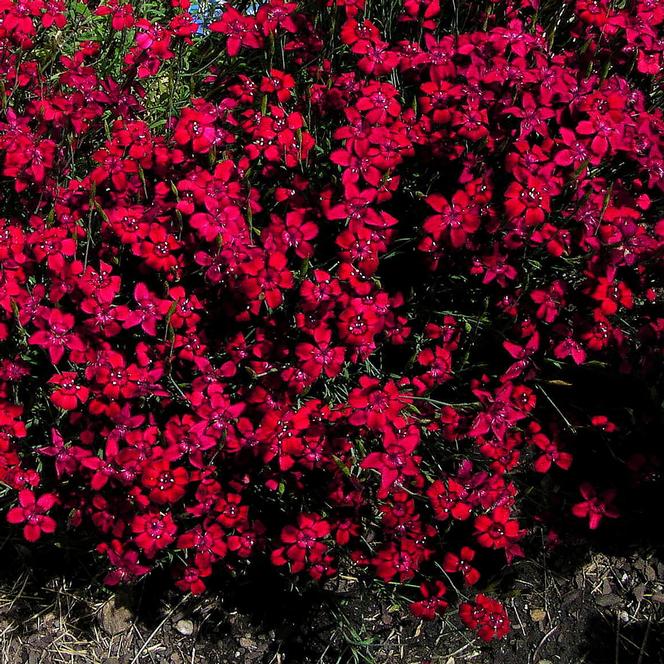 Maiden Dianthus deltoides Flashing Light from Swift