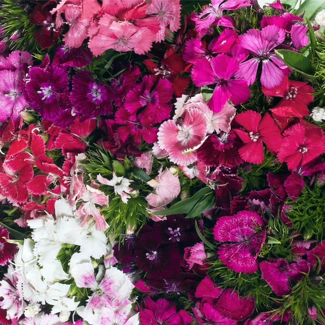 (Sweet William) Dianthus barbatus Pinocchio from Swift Greenhouses