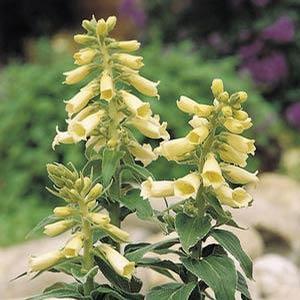 (Foxglove) Digitalis ambigua Carillon Temple Bells from Swift Greenhouses