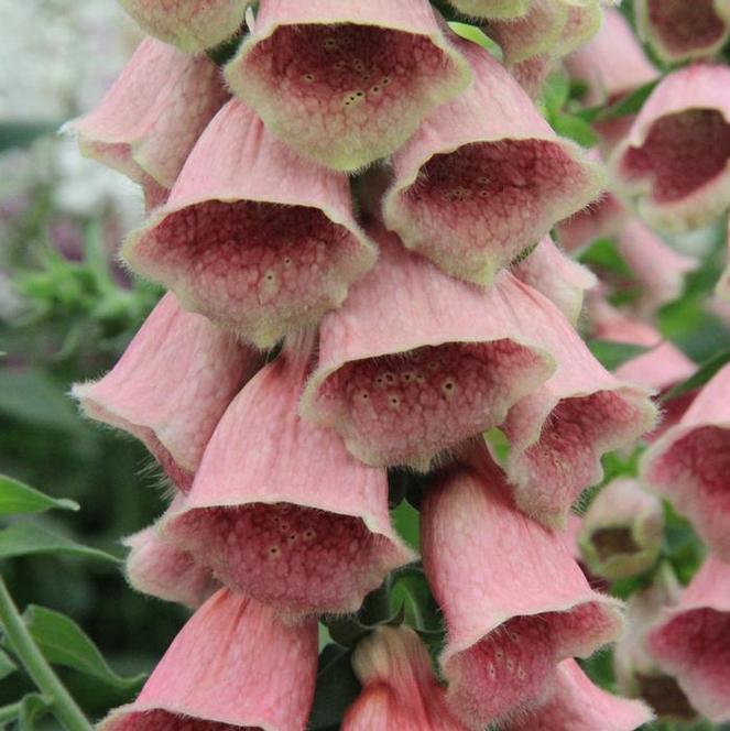 (Foxglove) Digitalis mertonensis Strawberry from Swift Greenhouses