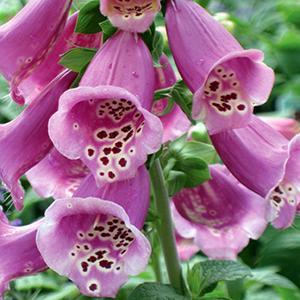 (Foxglove) Digitalis purpurea Camelot Rose from Swift Greenhouses