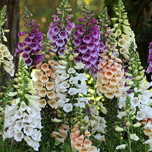(Foxglove) Digitalis purpurea Dalmatian Mixture from Swift Greenhouses