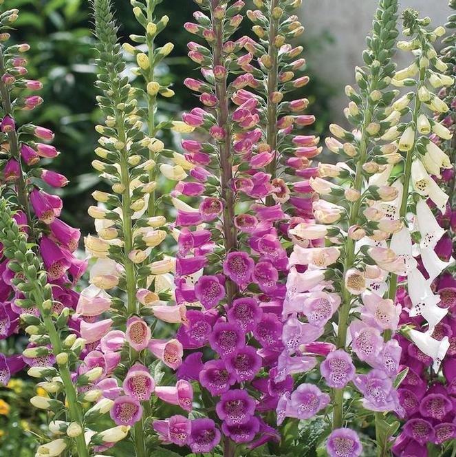 (Foxglove) Digitalis purpurea Excelsior from Swift Greenhouses