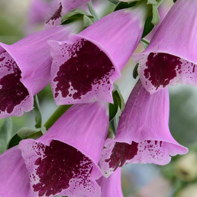 Foxglove Digitalis Purpurea Sugar Plum from Swift Greenhouses