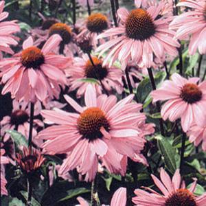 (Coneflower) Echinacea purpurea Bravado from Swift Greenhouses