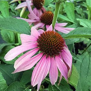 (Coneflower) Echinacea purpurea Feeling Pink from Swift Greenhouses