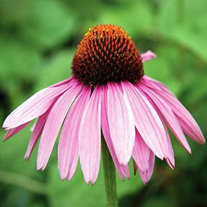 (Coneflower) Echinacea purpurea Magnus from Swift Greenhouses