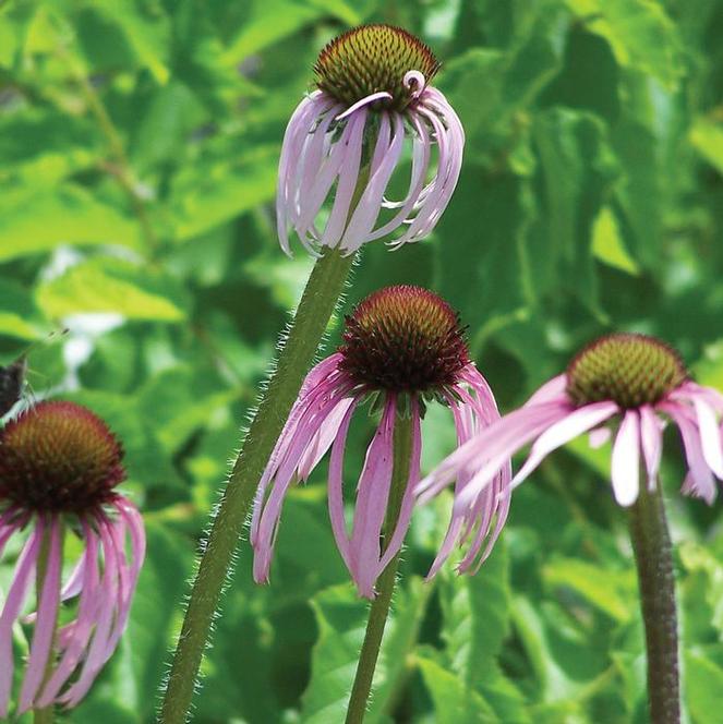 (Coneflower) Echinacea pallida Pale Purple from Swift Greenhouses