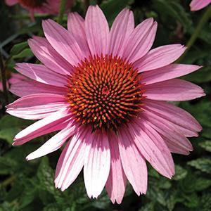 (Coneflower) Echinacea purpurea Prairie Splendor Deep Rose from Swift Greenhouses