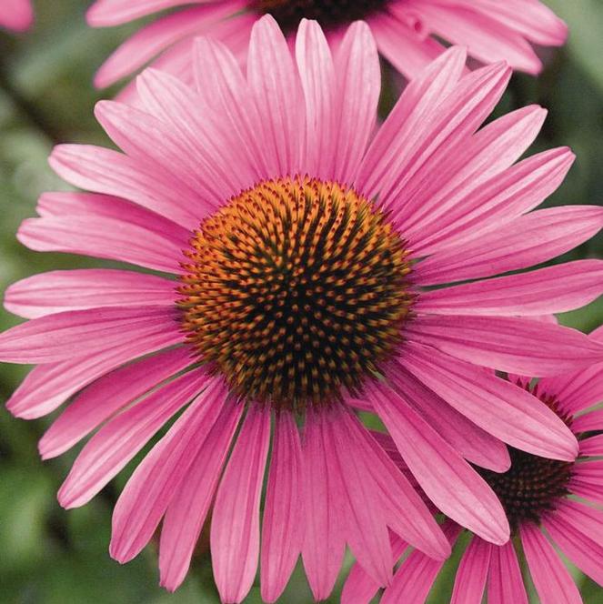 (Coneflower) Echinacea purpurea Primadonna Deep Rose from Swift Greenhouses