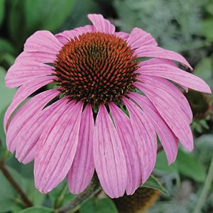 (Coneflower) Echinacea purpurea (Purple) from Swift Greenhouses
