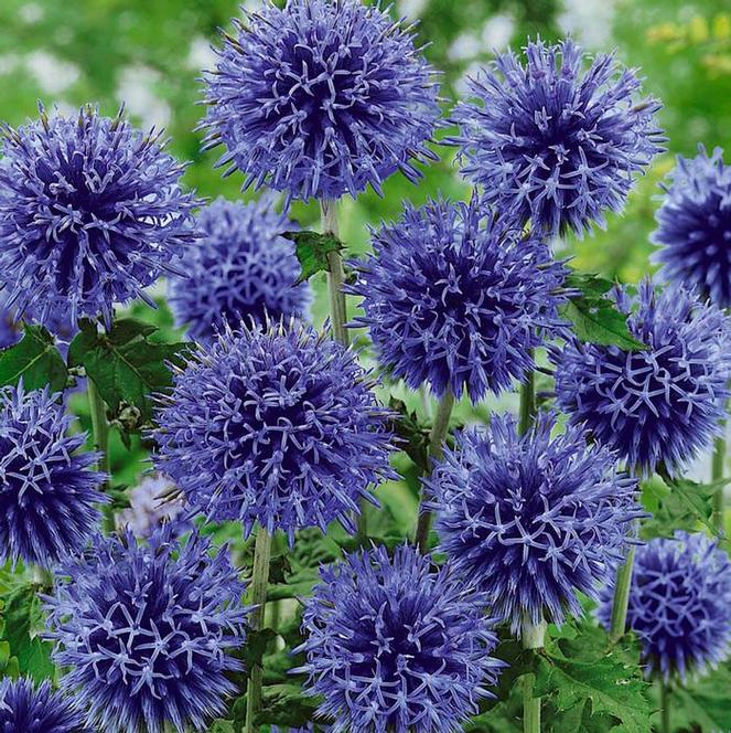 (Globe Thistle) Echinops bannaticus Blue Glow from Swift Greenhouses