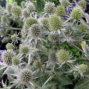 (Sea Holly) Eryngium planum Blue Glitter from Swift Greenhouses