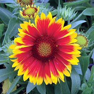 (Blanket Flower) Gaillardia grandiflora Arizona Sun from Swift Greenhouses