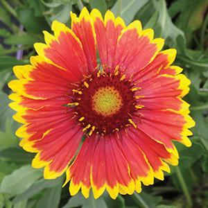 Gaillardia dazzler on sale