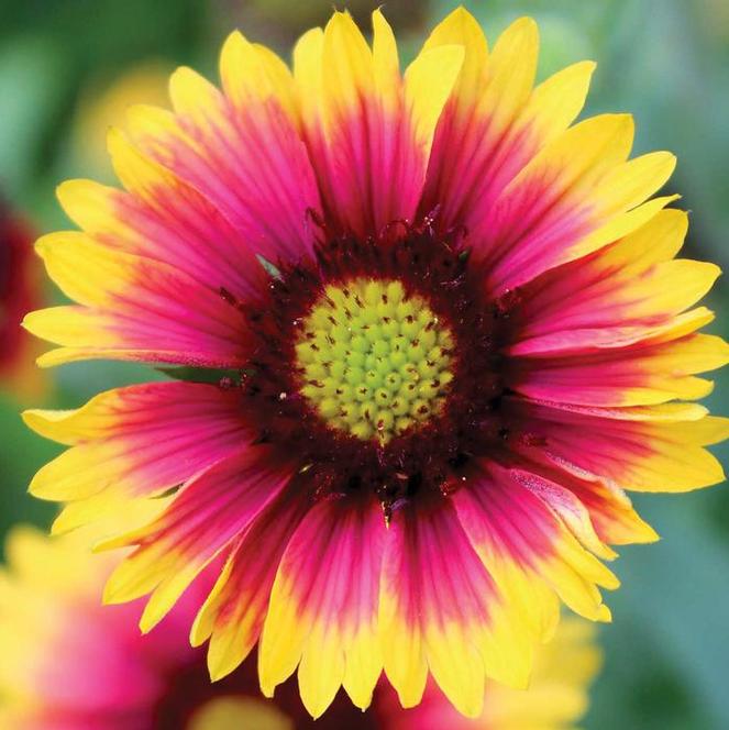 (Blanket Flower) Gaillardia grandiflora Goblin from Swift Greenhouses