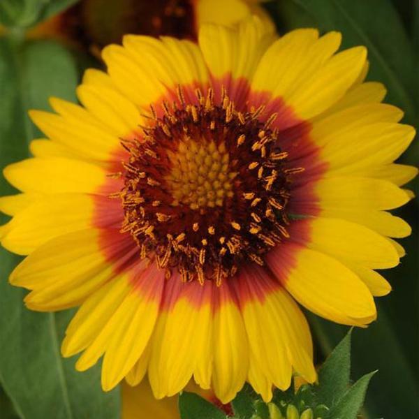 (Blanket Flower) Gaillardia grandiflora Mesa™ Bright Bicolor from Swift Greenhouses