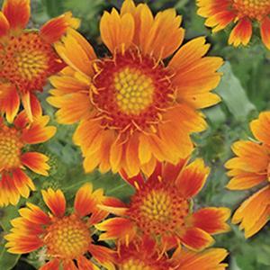 (Blanket Flower) Gaillardia grandiflora Mesa™ Peach from Swift Greenhouses